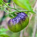 Macro closeup of two unripe shiny wet with water dew deops heirloom black tomatoes hanging growing on plant vine in garden shallow depth of field bokeh
