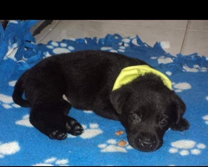 Así se veía Tommy cuando llegó a la vida de su dueño.