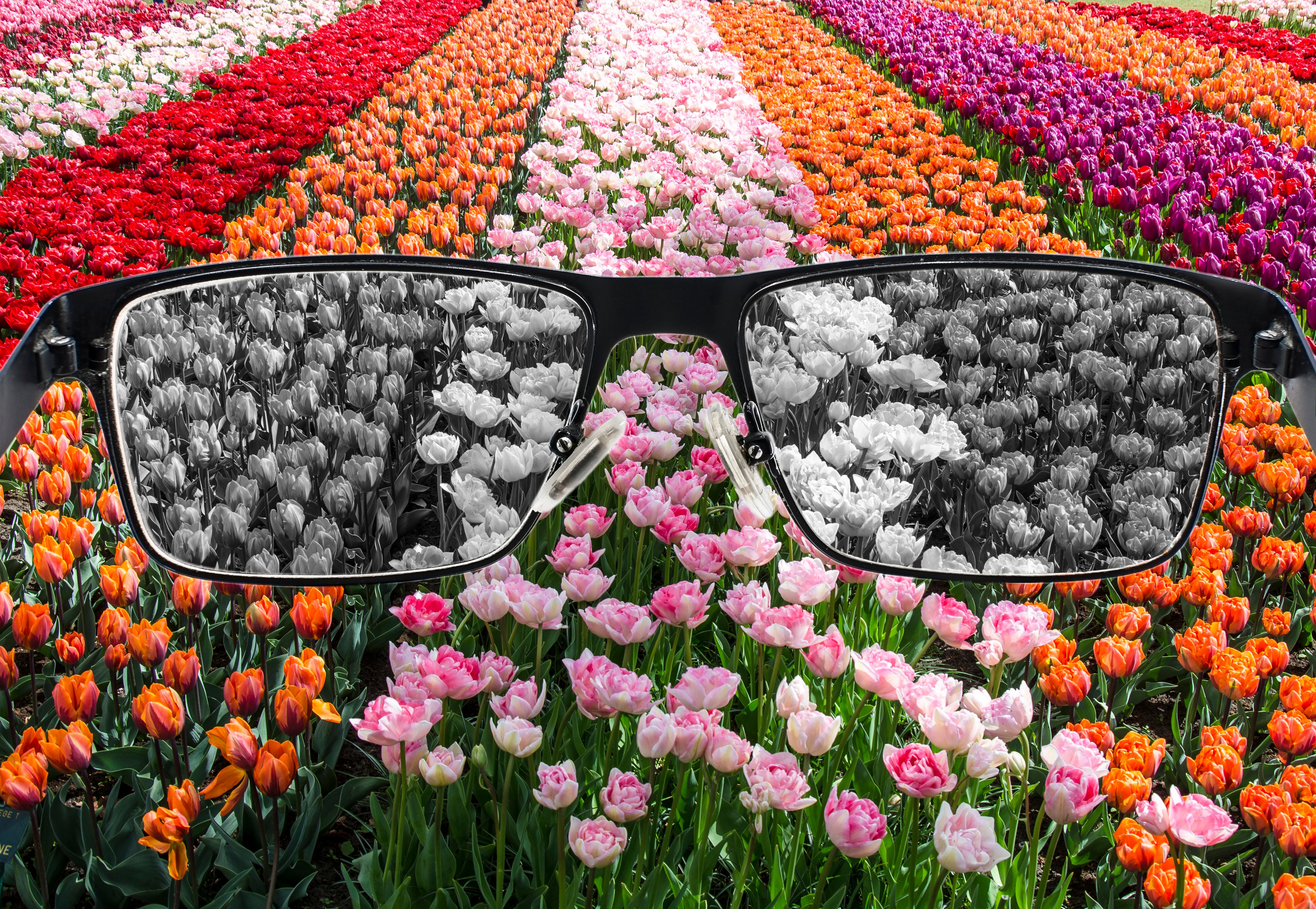Looking through glasses to bleach nature landscape - tulips field. Color blindness. World perception during depression. Medical condition. Health and disease concept.