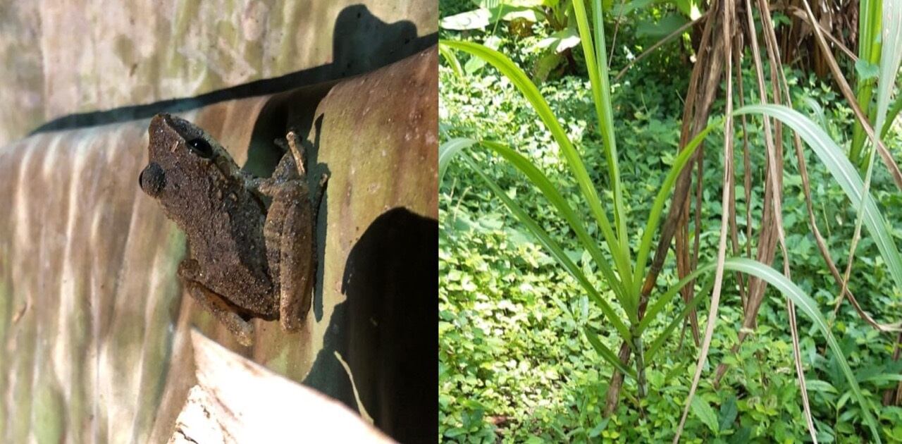 Biodiversidad del Pacífico Colombiano