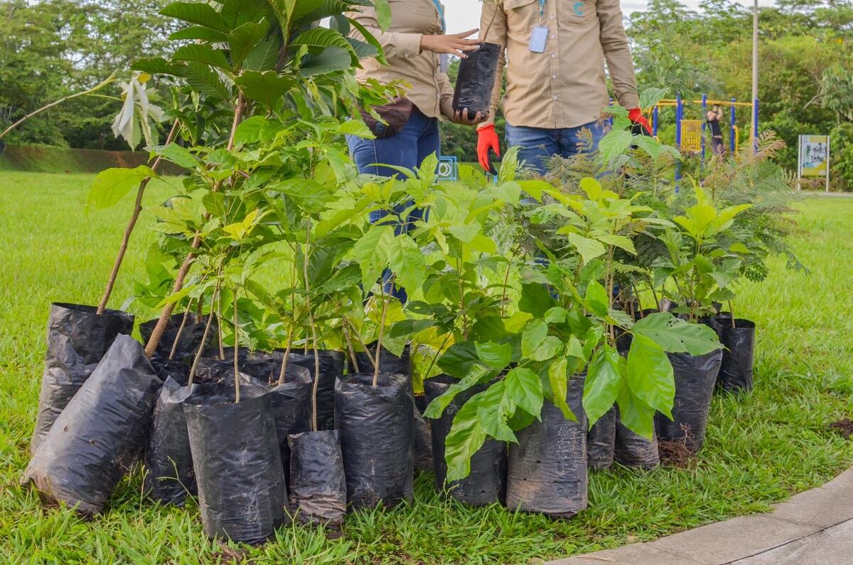 Siembra de árboles en Meta