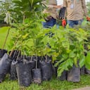 Los árboles son plantados tanto en zonas rurales como urbanas.