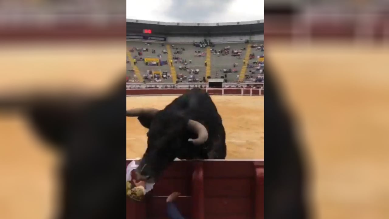 Toro Cali
