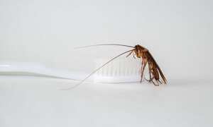 Significado de las cucarachas en la casa.