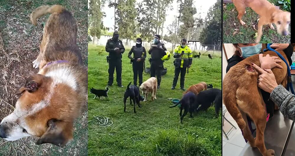 La Policía halló el cadáver de 2 perros (Uno de ellos Dante) y heridas de consideración en al  menos 4 animales más. el resto de la jauría presentaba un peligroso grado de desnutrición.
