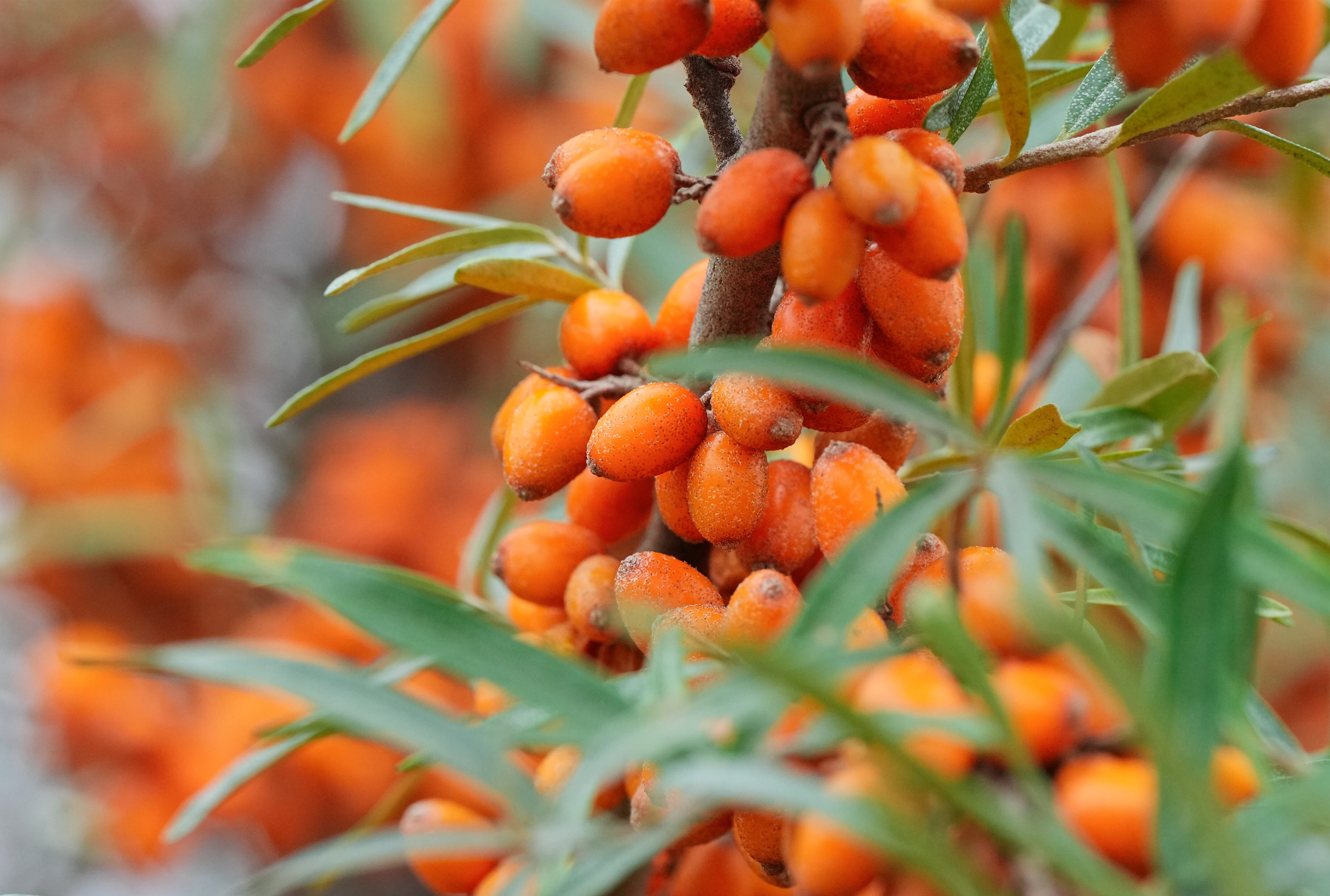 Esta planta medicinal es muy utilizada debido a los beneficios que trae para la salud.