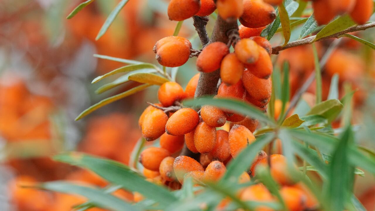 Esta planta medicinal es muy utilizada debido a los beneficios que trae para la salud.