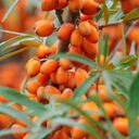 Esta planta medicinal es muy utilizada debido a los beneficios que trae para la salud.