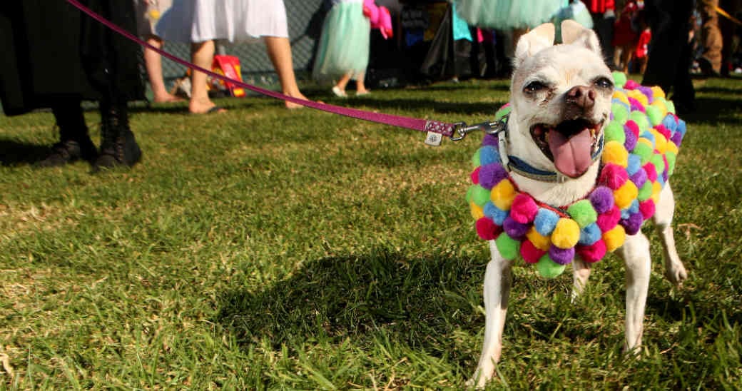 Los humanos deben tener ciertos cuidados en las celebraciones de Halloween con sus mascotas.