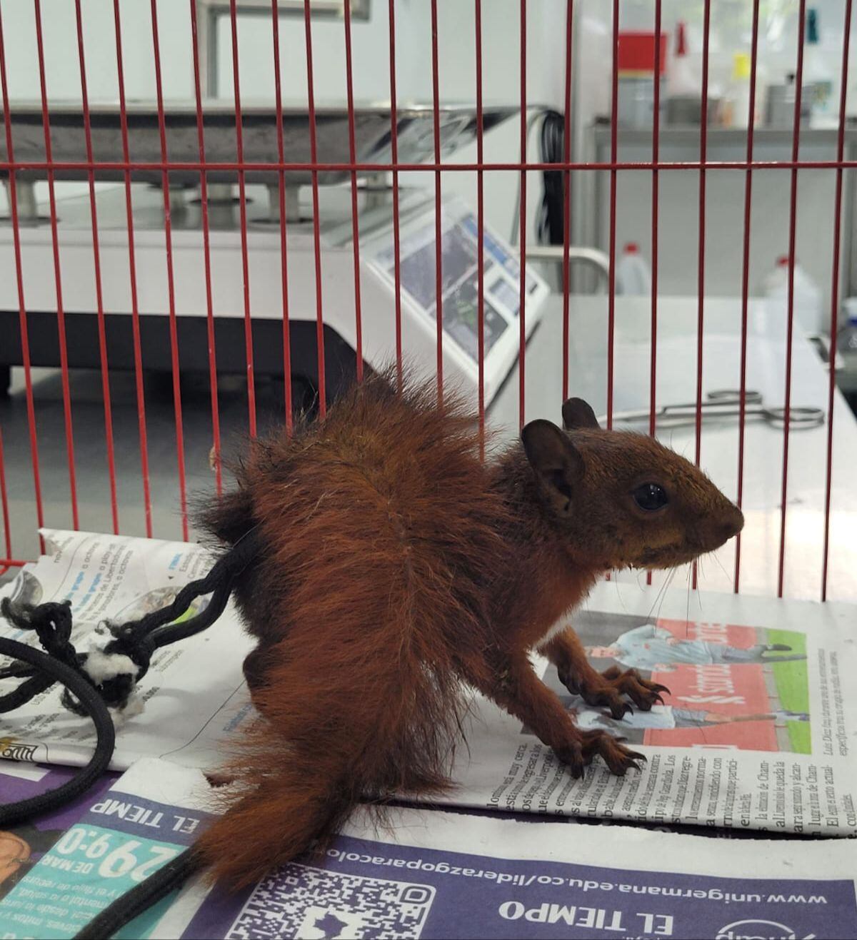 Animales incautados.