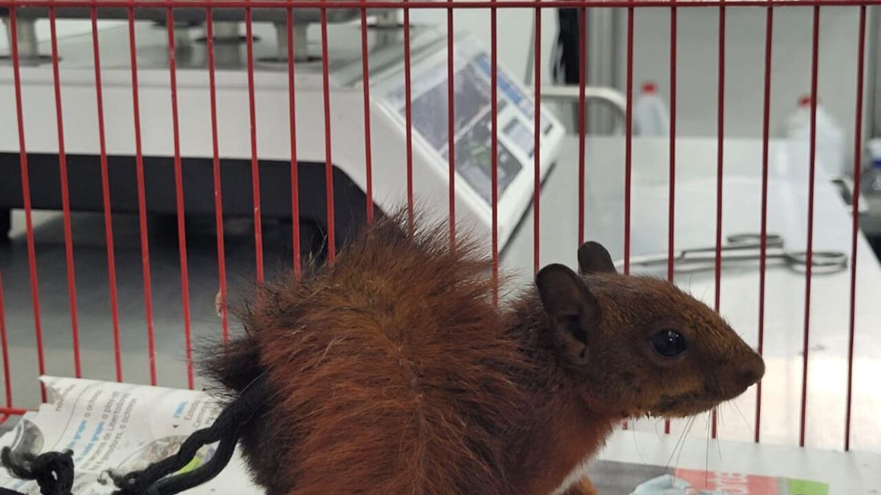 Durante Semana Santa se lograron incautar cuatro animales y carne de animales silvestres.