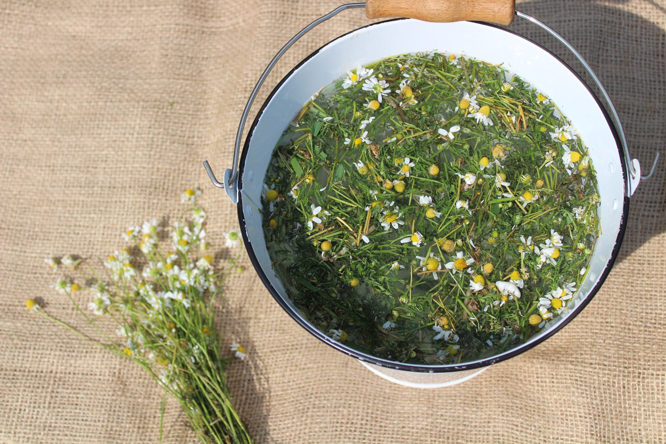 Las plantas necesitan cuidados especiales, ¿por qué no probar la infusión de manzanilla para revivirlas?