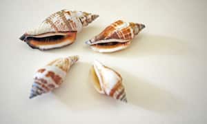 Significado de los caracoles en la casa.