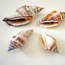 Significado de los caracoles en la casa.