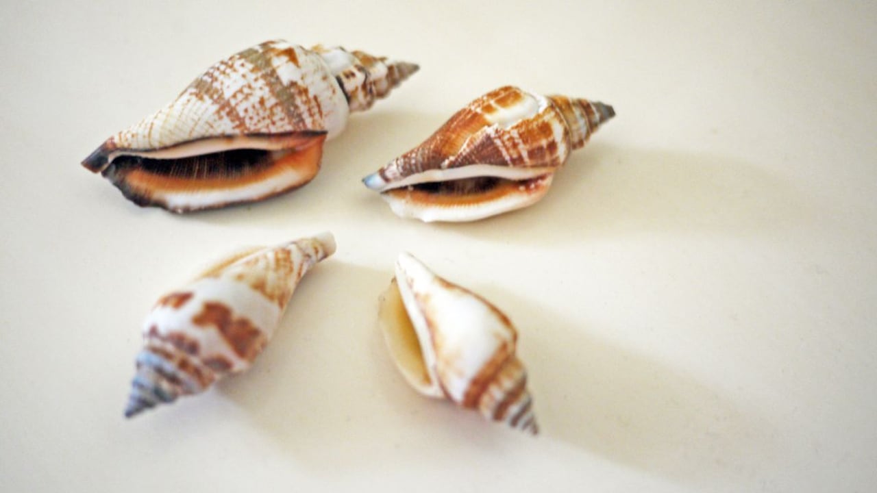 Significado de los caracoles en la casa.