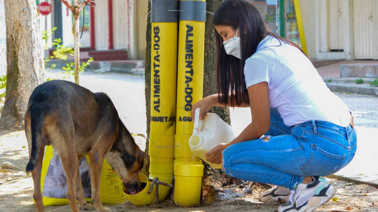 A diario acuden más de 500 perros a los dispensadores de agua y croquetas para saciar el hambre. Foto: archivo particular.