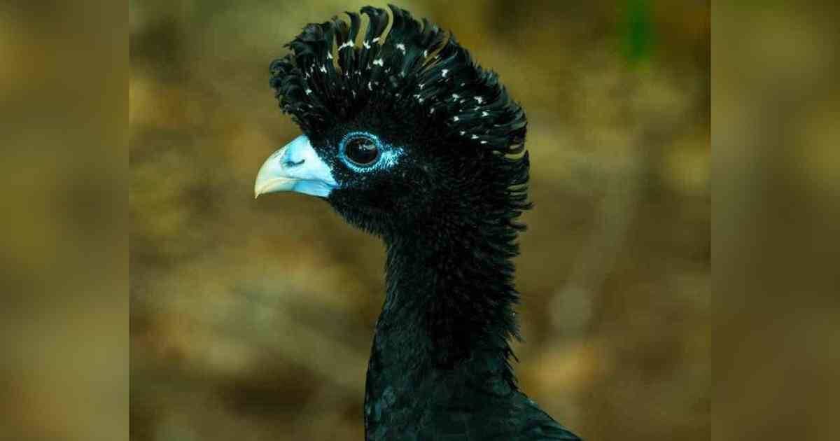 Paujil piquiazul. Vive en la Sierra Nevada de Santa Marta y también le llaman pavón colombiano, opón o pavón piquiazul. Foto: Rodrigo Gaviria.