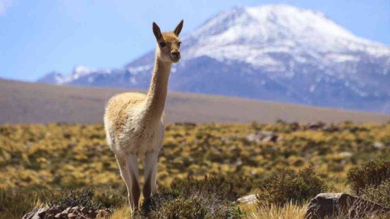 Atacama es el lugar más seco de la tierra, exceptuando algunos valles antárticos. Foto: Thomas Janisch/Getty Images