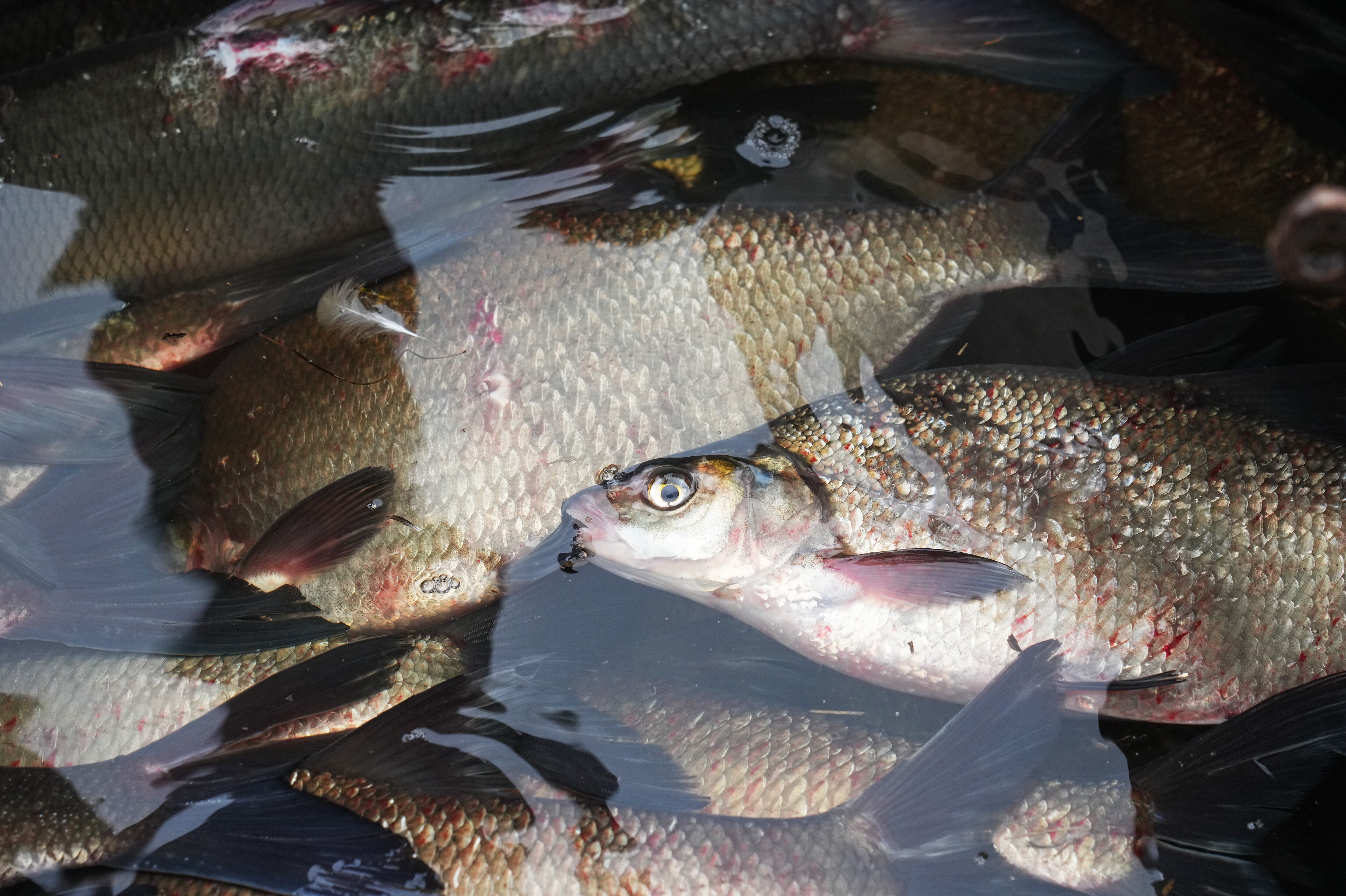 La mujer se enfermó por un pescado que ella misma preparó
