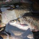 La mujer se enfermó por un pescado que ella misma preparó