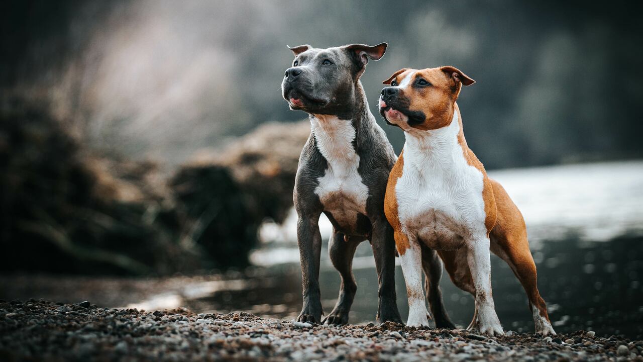 4 Patas, Perfil Pitbull