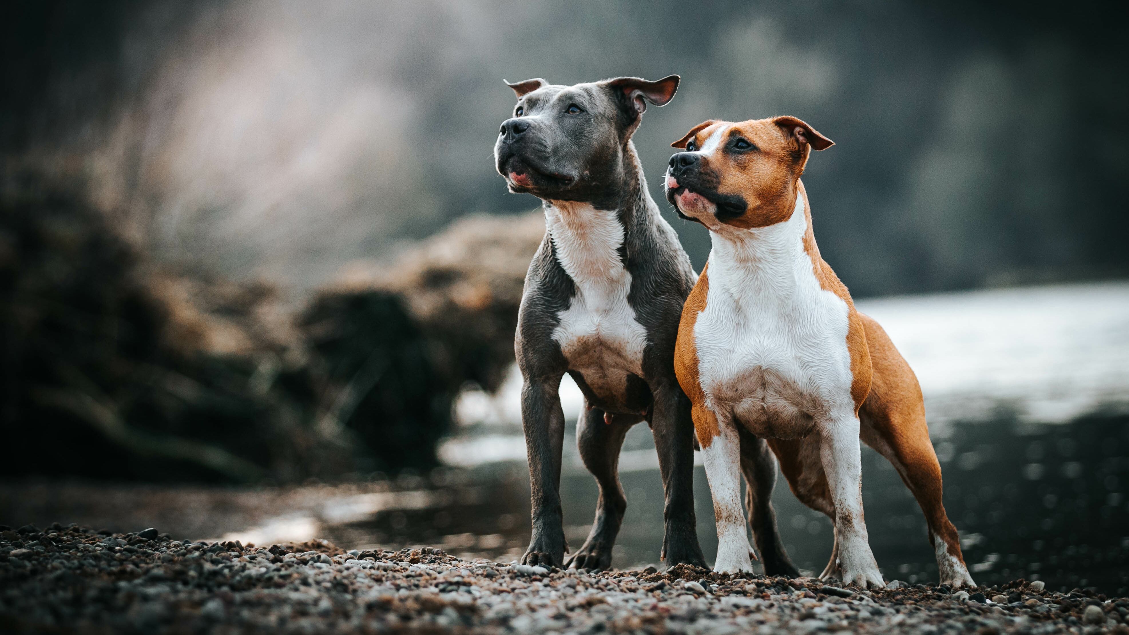 4 Patas, Perfil Pitbull