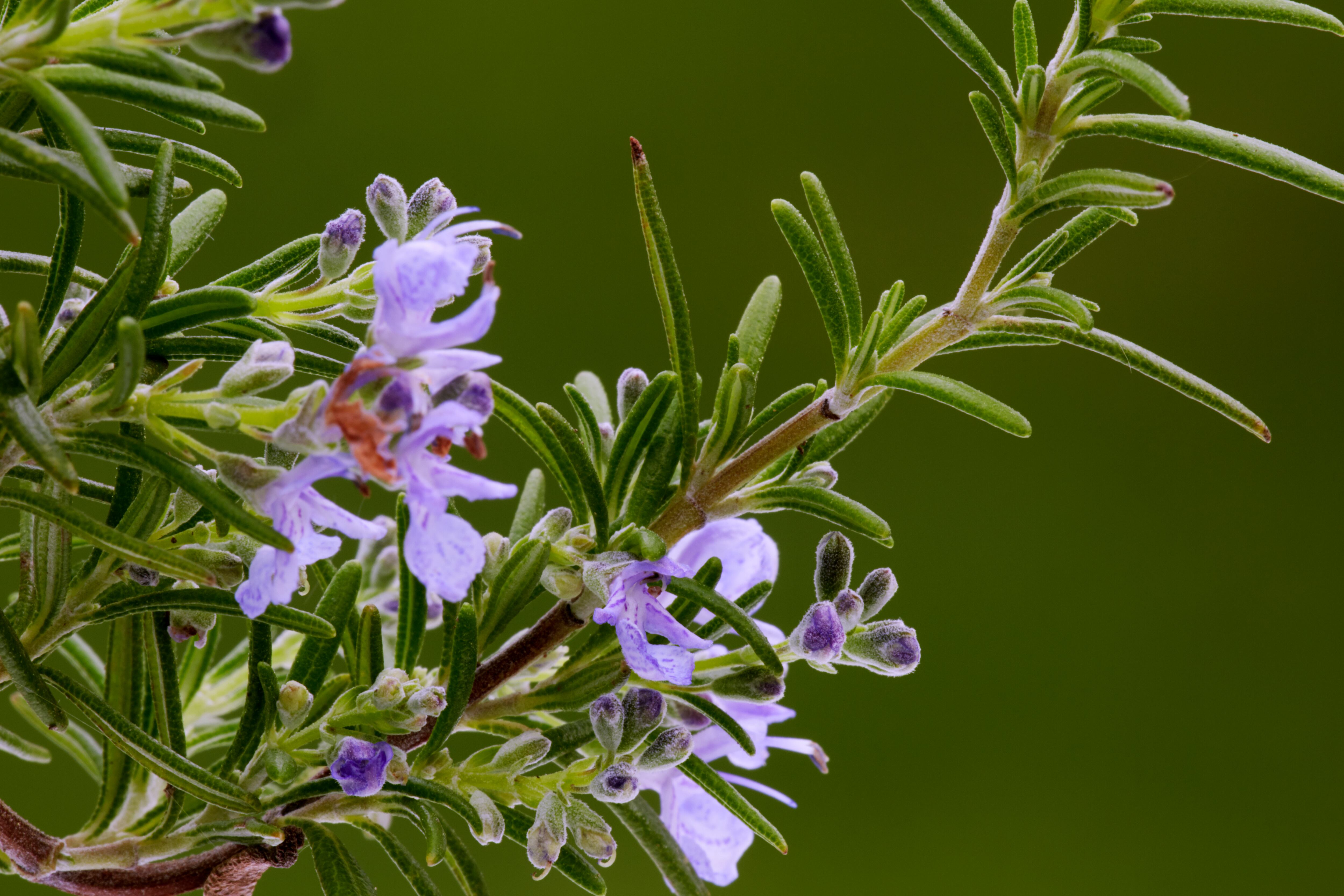 El romero ha sido tradicionalmente usado como condimento pero también tiene importantes propiedades medicinales para la salud.