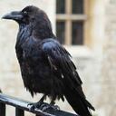 Merlina, descrita como un pájaro de carácter independiente, no ha sido vista desde hace semanas en esta histórica fortaleza a orillas del Támesis. Foto: Getty.