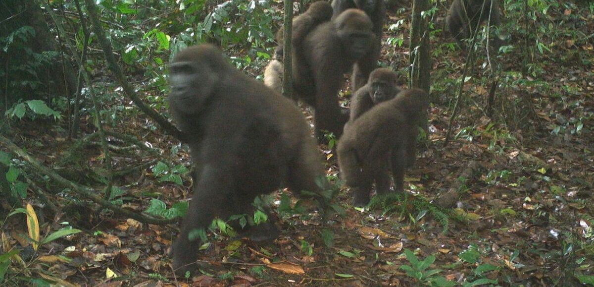 Gorilas del Río Cross, en Nigeria