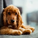cocker Spaniel