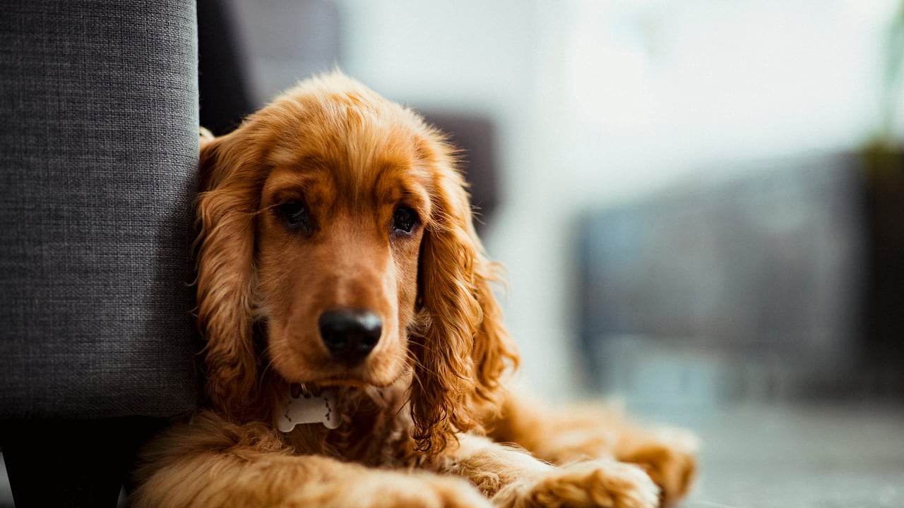 Los delincuentes recurren a diferentes modalidades para tratar de conseguir dinero en casos de mascotas extraviadas.