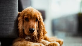 cocker Spaniel