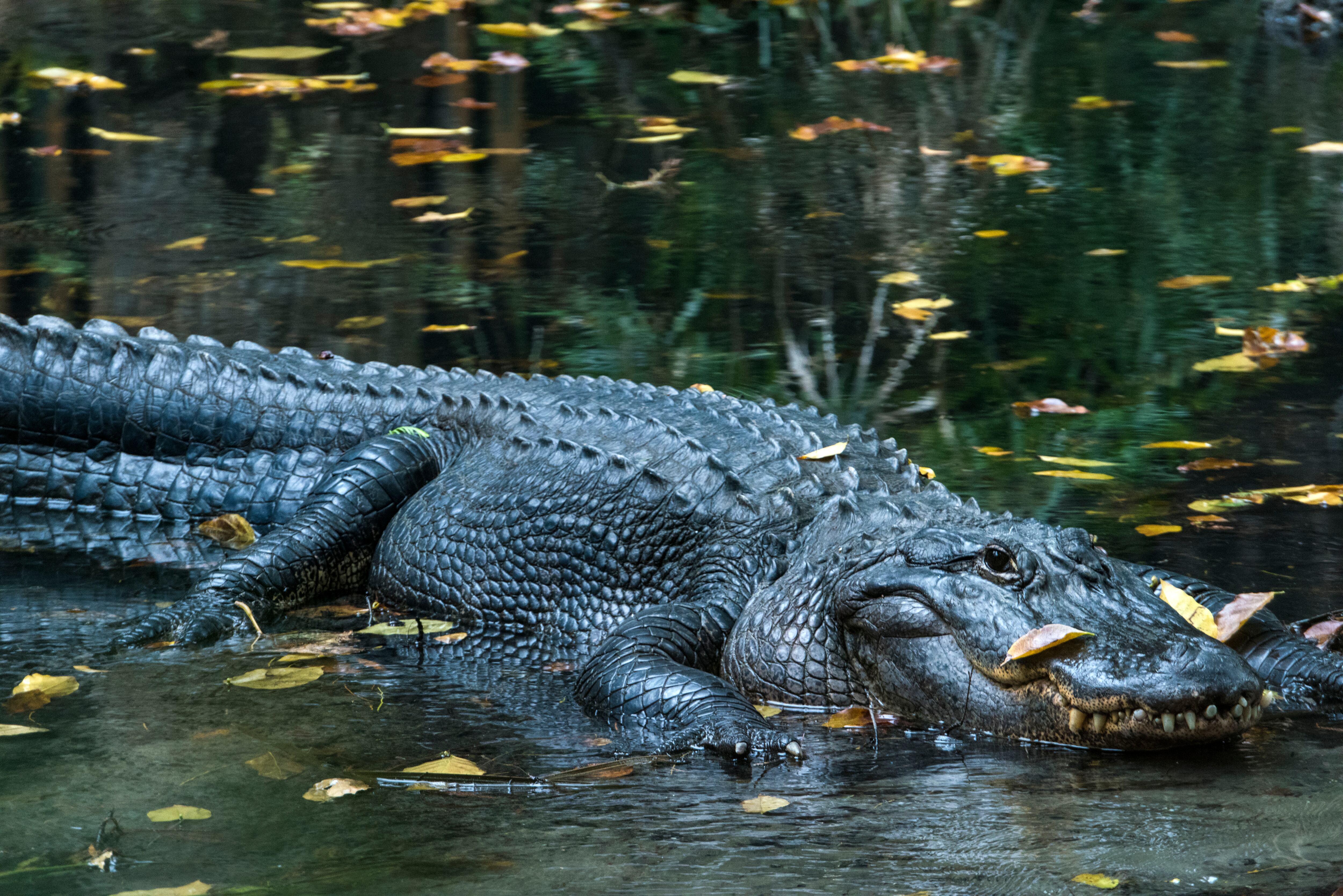 La mujer sufrió el ataque del caimán en el 2021.