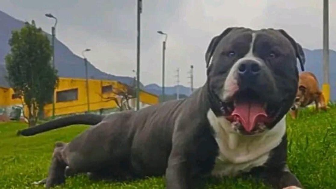 'Picos' falleció por la gravedad de sus heridas.