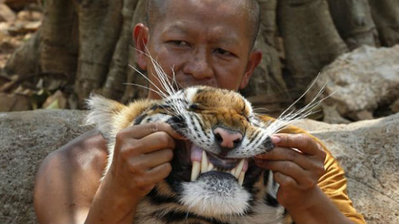 Un monje tailandés mete sus manos en la boca del tigre y le saca una mueca.