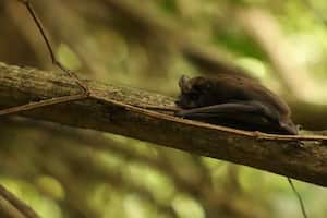 En la guía, es posible encontrar información sobre algunos factores que inciden en la colisión de aves y murciélagos, como la transparencia y la reflexión de los vidrios, la iluminación artificial, entre otros.