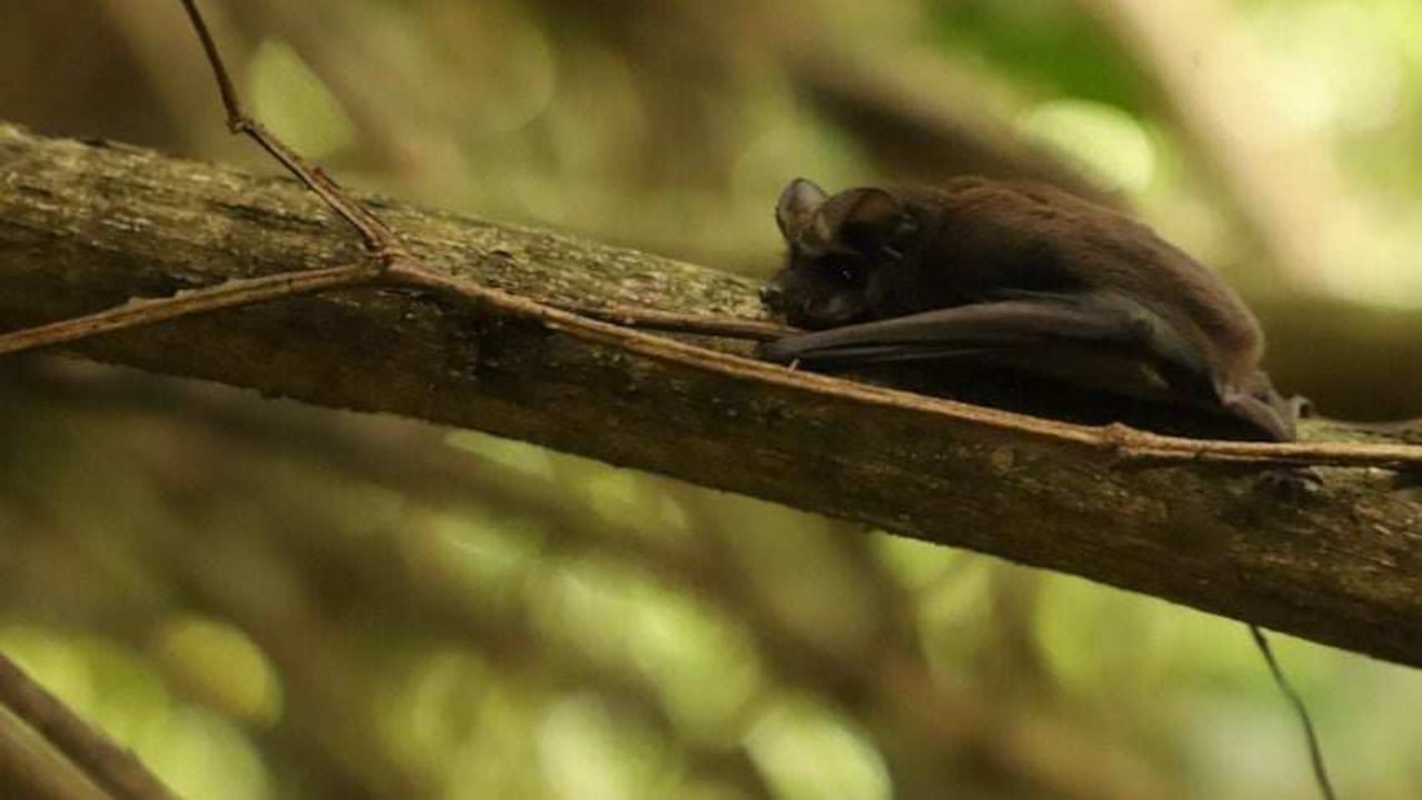 En la guía, es posible encontrar información sobre algunos factores que inciden en la colisión de aves y murciélagos, como la transparencia y la reflexión de los vidrios, la iluminación artificial, entre otros.