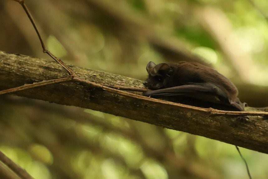 En la guía, es posible encontrar información sobre algunos factores que inciden en la colisión de aves y murciélagos, como la transparencia y la reflexión de los vidrios, la iluminación artificial, entre otros.