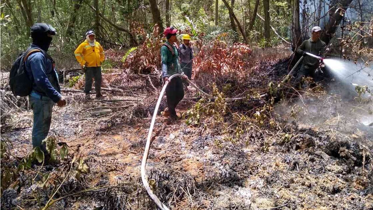 Los incendios han consumido principalmente cobertura vegetal de enea. Foto: PNN