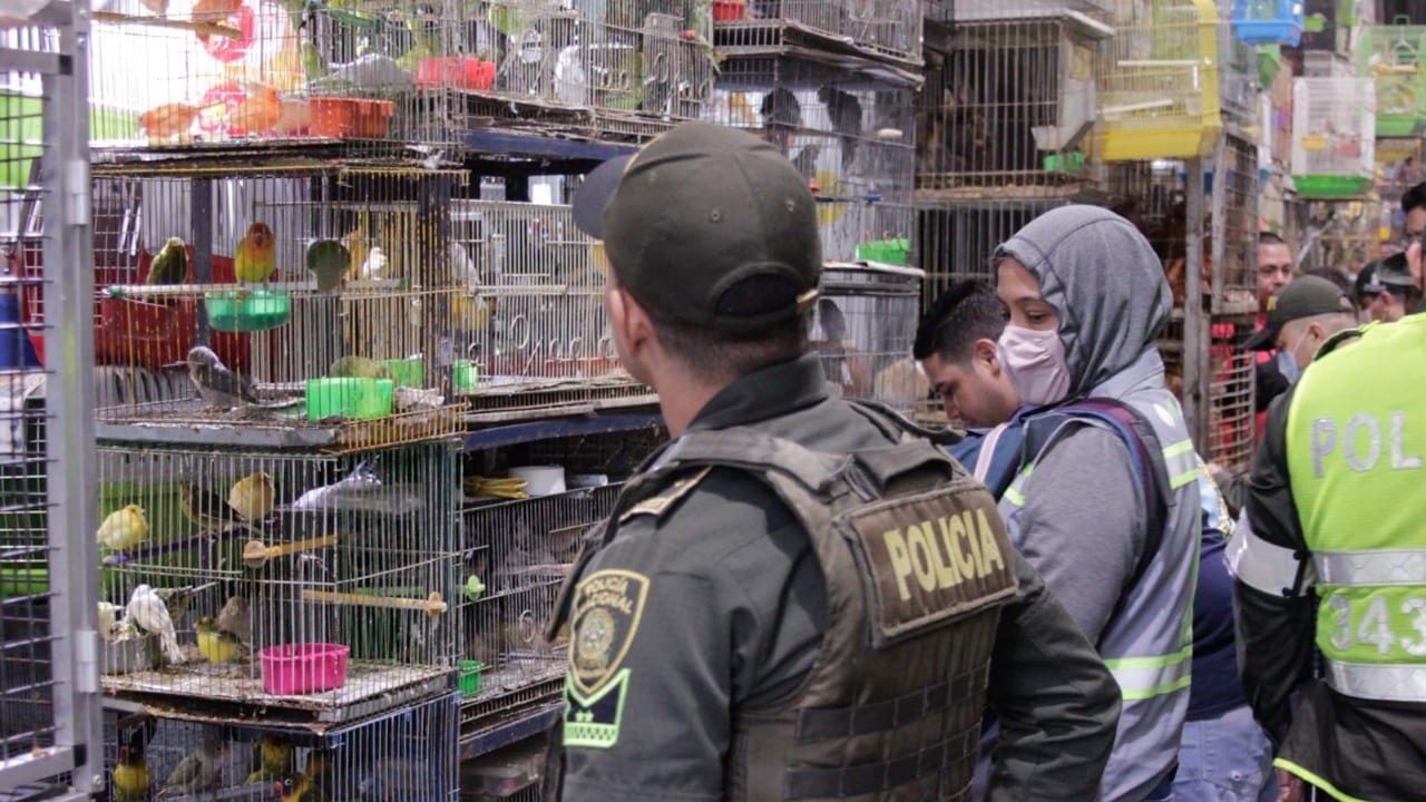 Rescatan a más de 20 animales en riesgo durante operativos en la plaza Minorista.