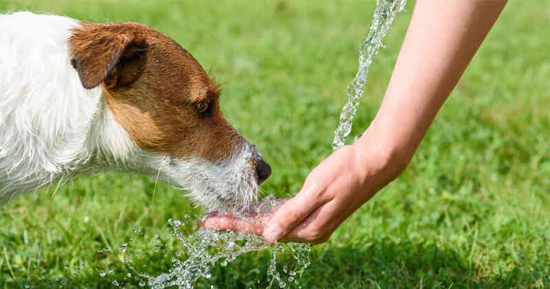 Los perros con insuficiencia renal deben beber mucha agua.