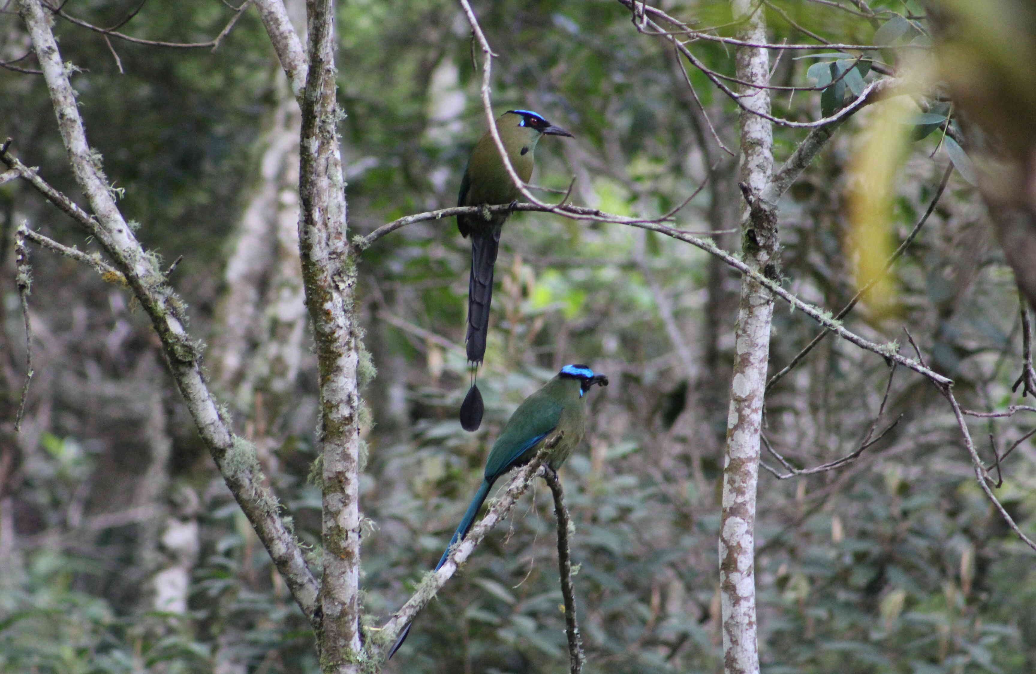 Con el acompañamiento del Sena, se llevó a cabo recientemente un diplomado en buenas prácticas agrícolas con énfasis en hortalizas y manejo eficiente de la ganadería. Foto: Ingenio Providencia 