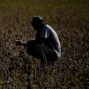 Un campesino argentino sostiene una planta de soja seca debido a la sequía que afronta el país