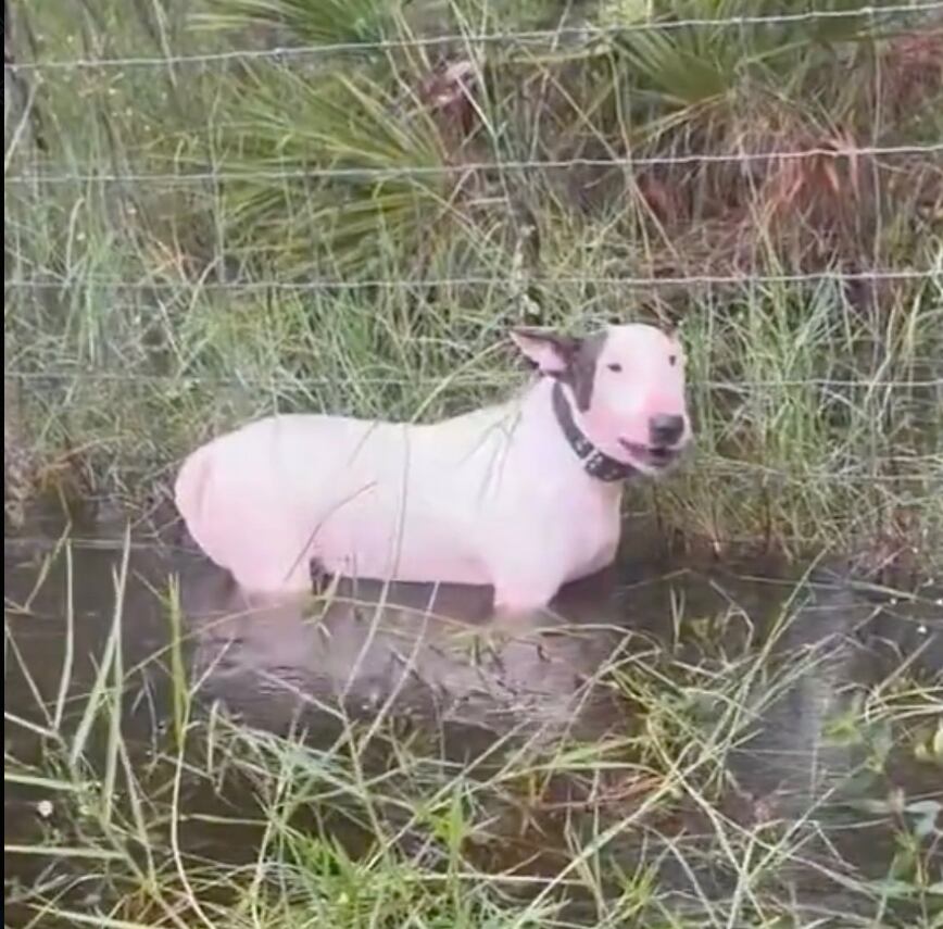 Perrito abandonado en el huracán Milton