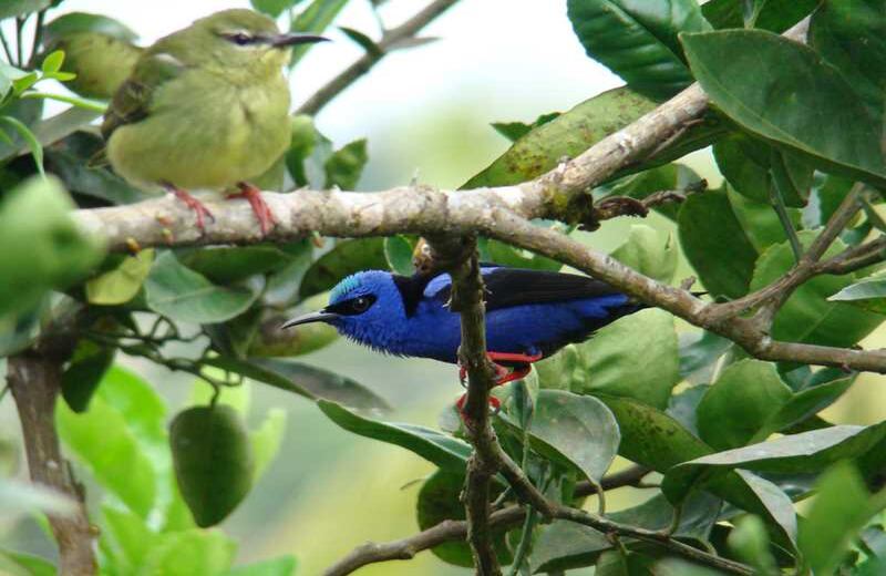 Mielero Patirrojo. Foto: Carlos Mario Wagner