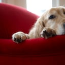 En total fueron dos caninos diagnosticados, pero uno de ellos falleció.