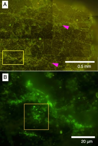 Una técnica especial de fluorescencia permitió identificar células vivas atrapadas en estructuras microscópicas.