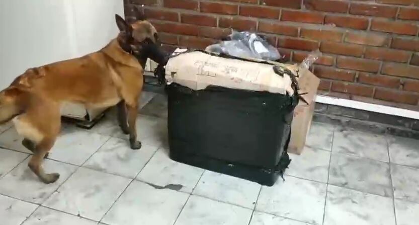 En parlantes pretendían enviar narcoencomienda con 5.000 gramos de marihuana desde Cali hasta Santa Marta.