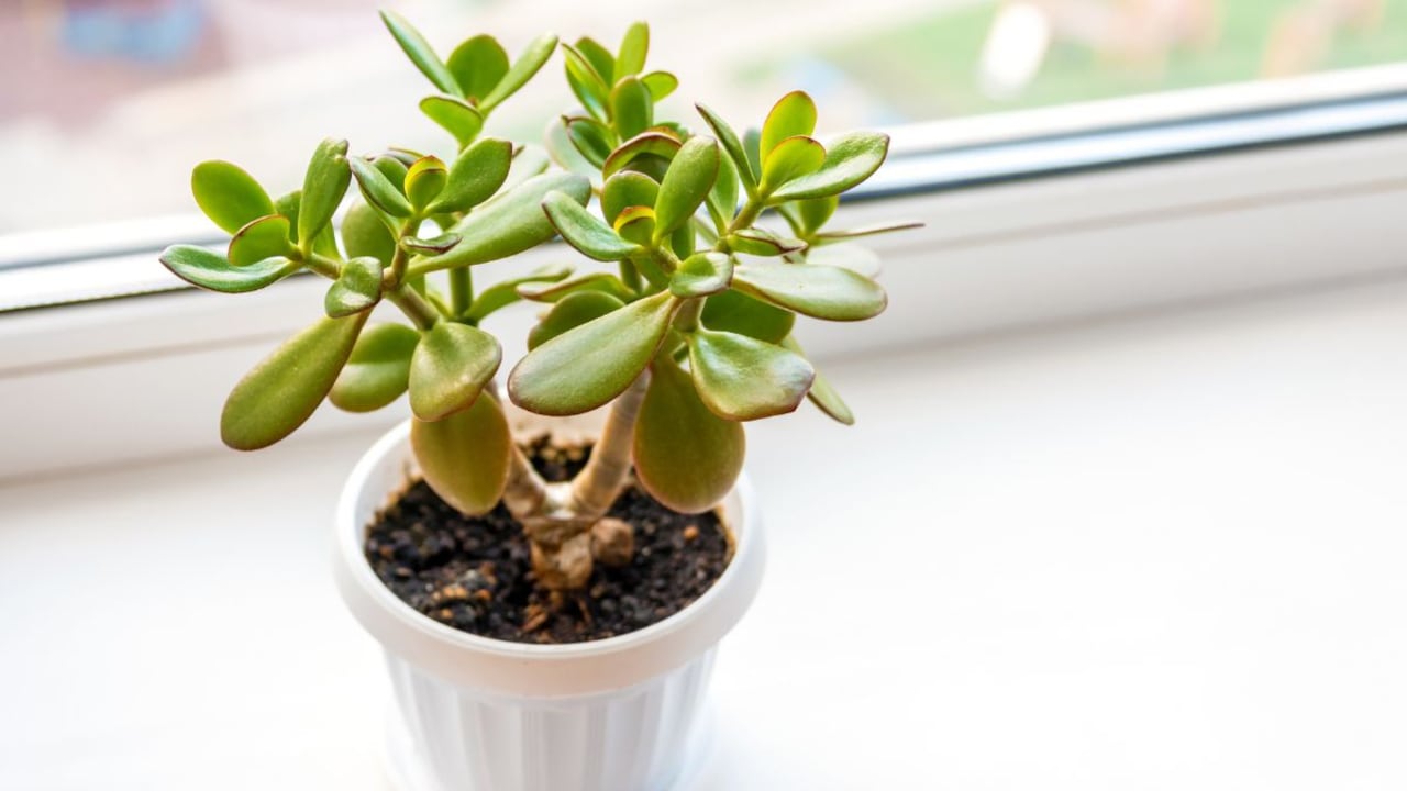 El árbol de jade se relaciona con cosas positivas en el hogar.