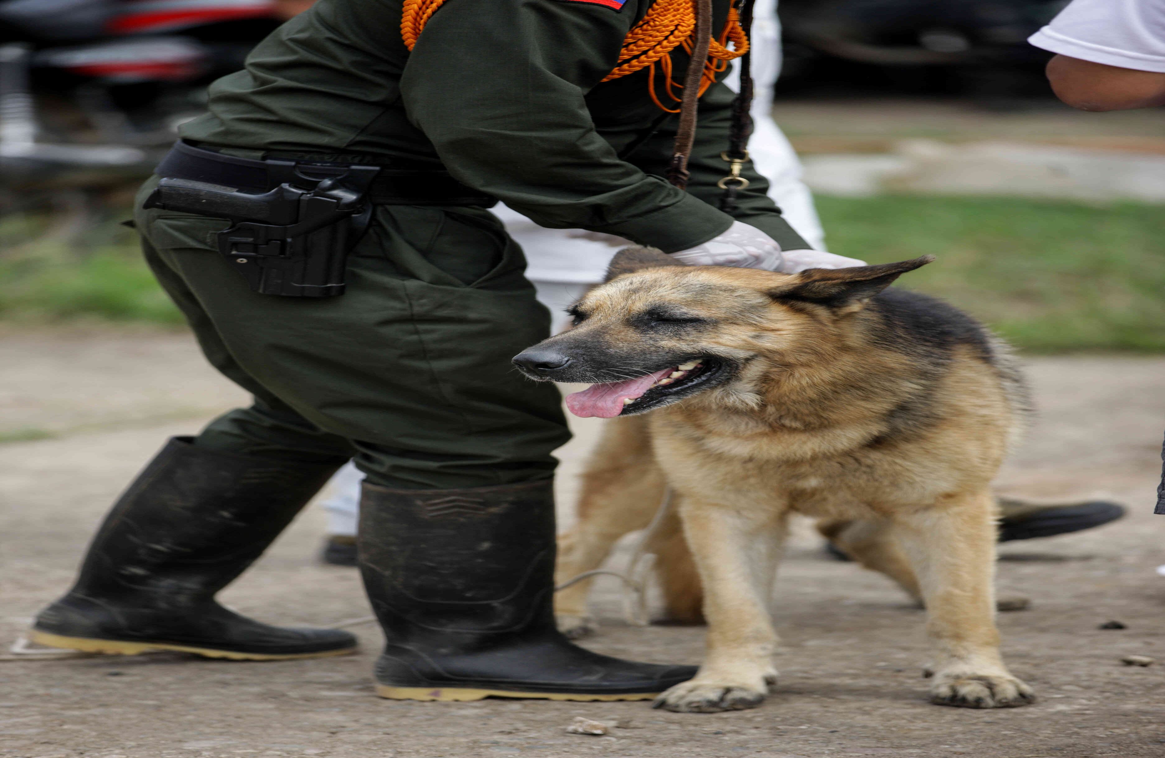 Rex, un pastor alemán de 14 años, rescatado de la zona de la tragedia, espera ser reclamado por su dueño quien ya fue informado de su resctate,  el miércoles 5 de abril de 2017, en un refugio provisional en Mocoa, Putumayo, luego de que una avalancha de lodo y piedra —la noche del 31 de marzo— provocada por el desbordamiento de los ríos Mocoa, Mulato y Sangoyaco, matara a por lo menos 301 personas y dejara un número indeterminado de desaparecidos. Foto: Carlos Julio Martínez / Enviado Especial de SEMANA